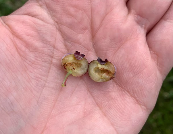 A blueberry split in half with feeding damage.